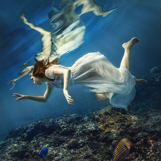 Angel underwater Nature Photo by Photographer dml