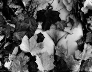Autumn leaves Artistic Nude Photo by Photographer StudioVi2