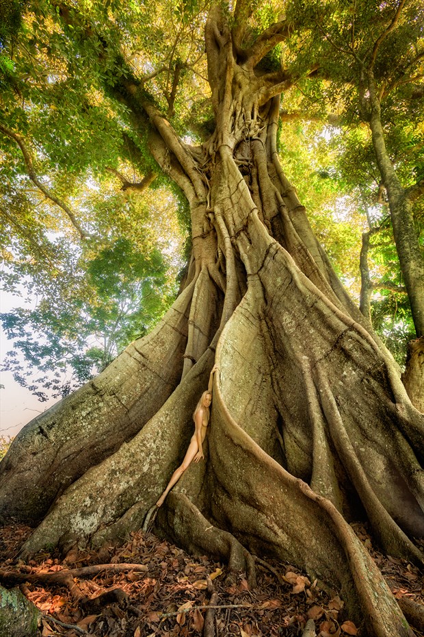 Avatar Tree Nature Photo by Photographer TreeGirl