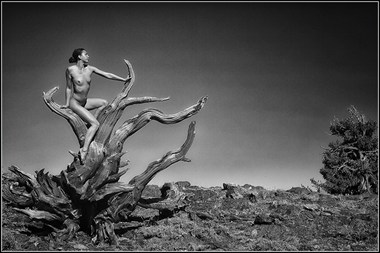 Be the Tree Artistic Nude Photo by Photographer Magicc Imagery