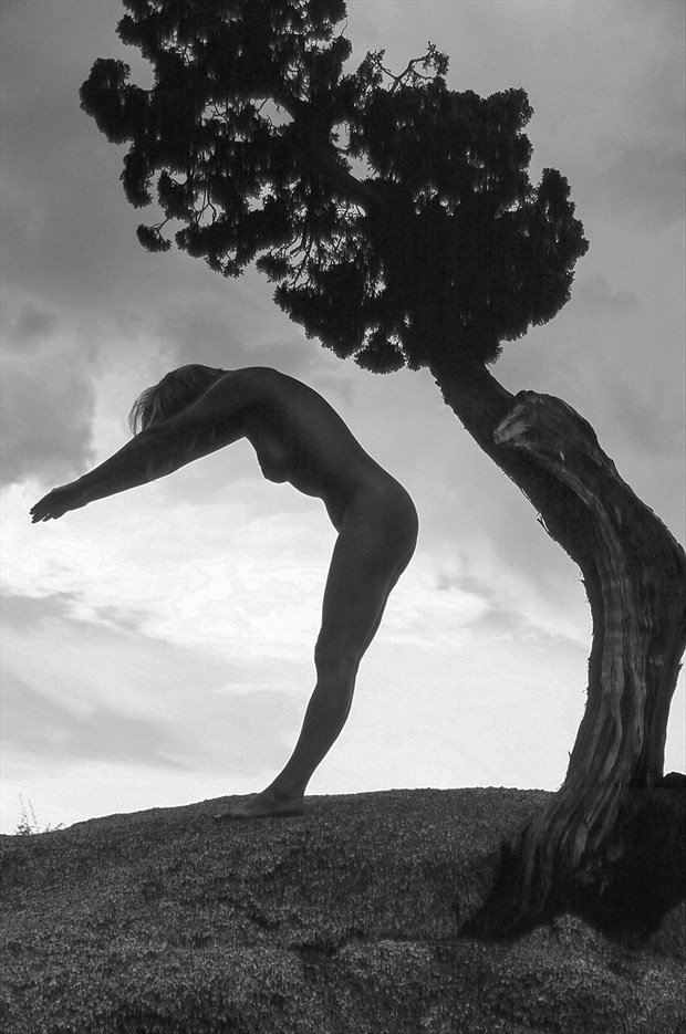 Bent Pine Figure Study Photo by Photographer Eric Lowenberg