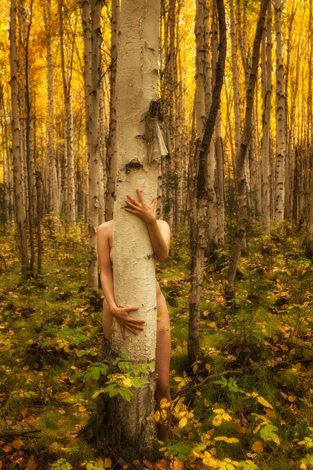 Birch Forest Embrace Nature Photo by Photographer TreeGirl