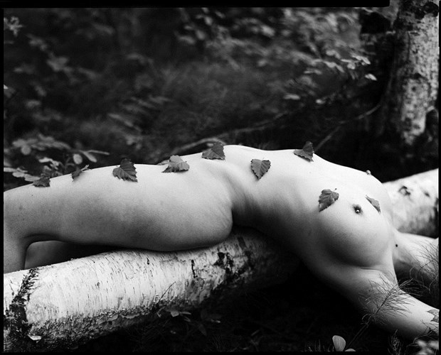 Birch Leaves on Figure Artistic Nude Photo by Photographer bthphoto