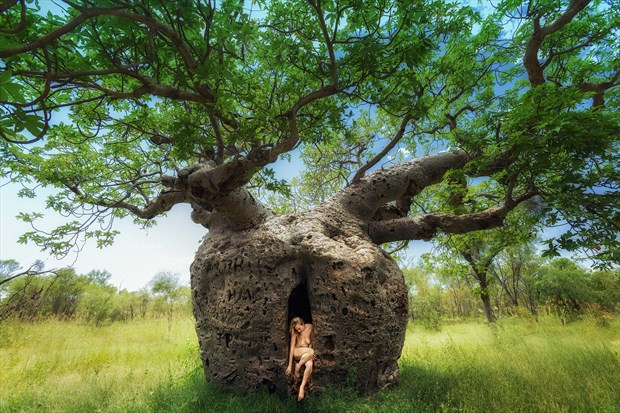 Boab Prison Tree Respite Nature Photo by Photographer TreeGirl