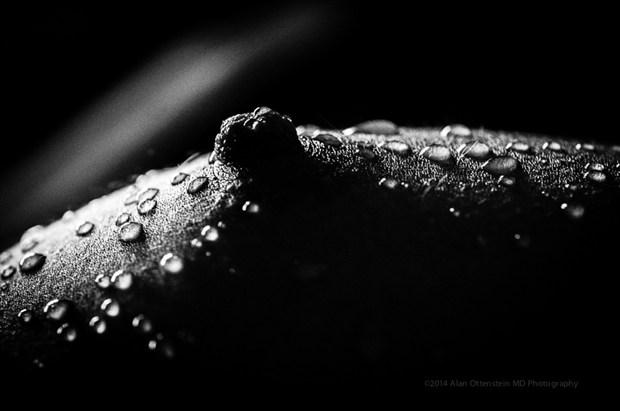 Breast with Water Droplets Artistic Nude Photo by Photographer AOPhotography