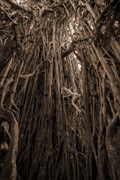 Cathedral Fig Dryad  Nature Photo by Photographer TreeGirl