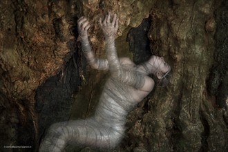 Chrysalis on the chestnut Nature Photo by Photographer Massimo Talamini