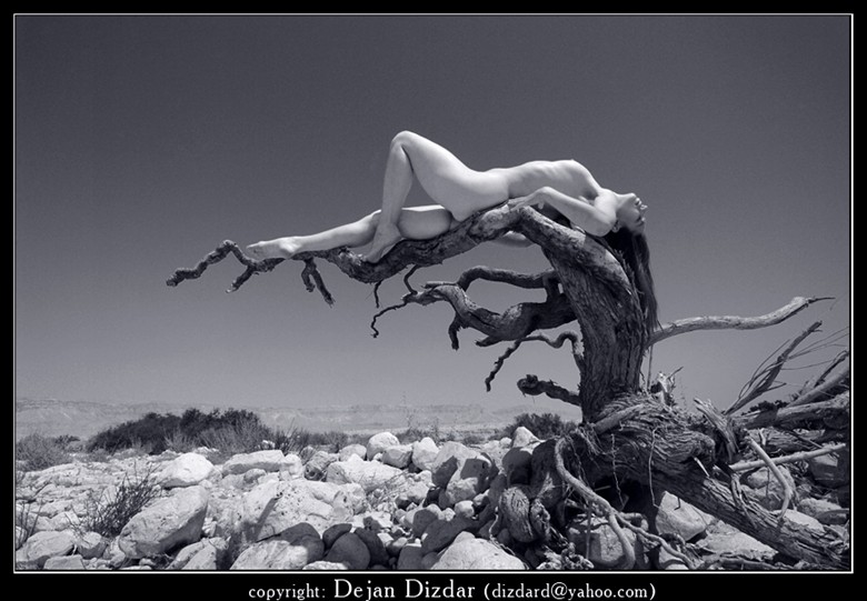 Desert Flower Artistic Nude Photo by Photographer CDAstudio