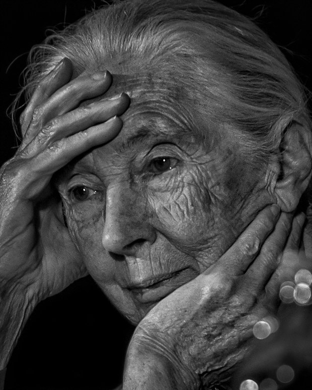 Dr. Jane Goodall, Primatologist Chiaroscuro Photo by Photographer Vincent Isner