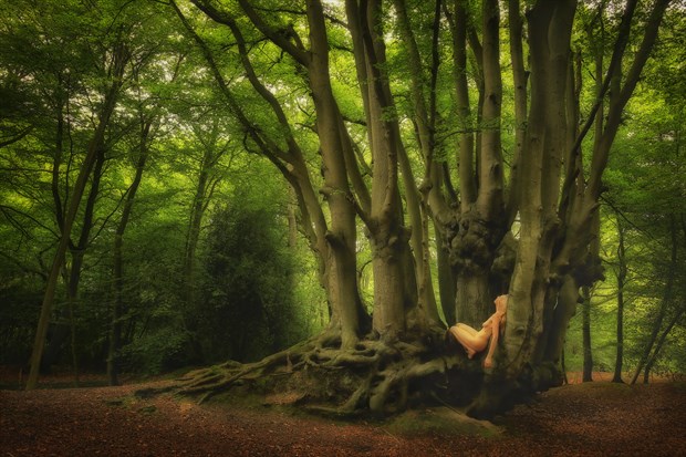 Epping Beech Mystic Nature Photo by Photographer TreeGirl