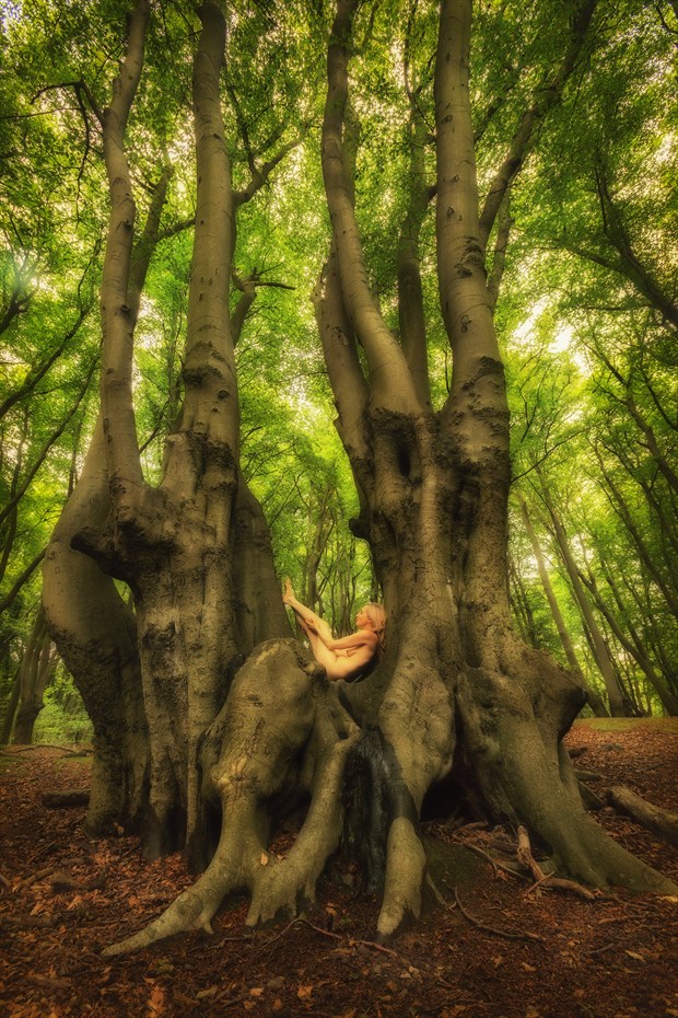 Epping Beech Yogini Nature Photo by Photographer TreeGirl