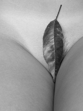 Eve's Leaf Artistic Nude Photo by Photographer MINelson
