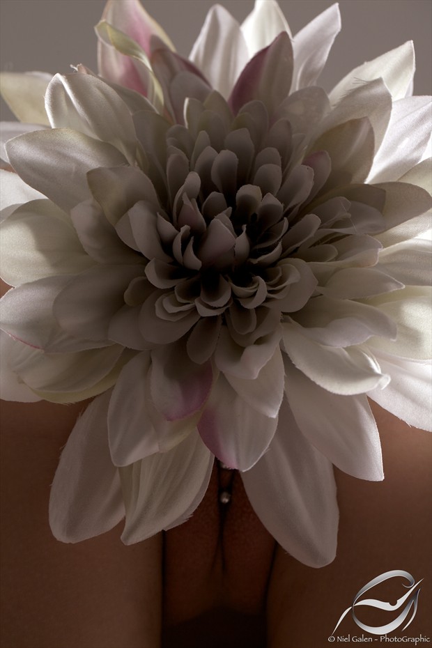 Garden of Earthly Delights   Chrysanthemum  Erotic Photo by Photographer NielG