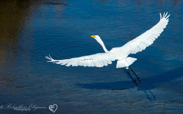 Greater Egret Nature Photo by Photographer Relentless_Elegance