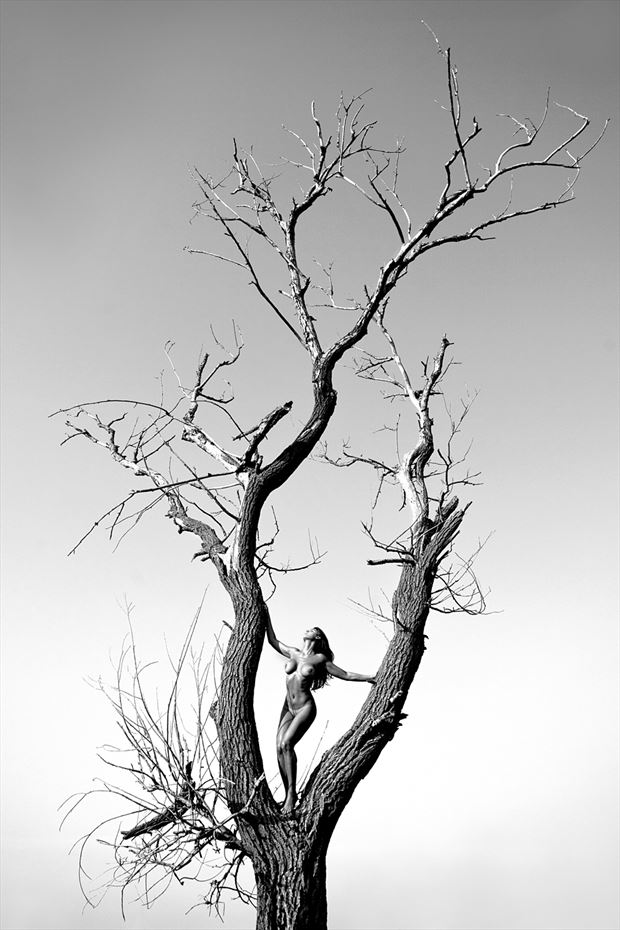 Last tree Artistic Nude Photo by Photographer Roberto Manetta