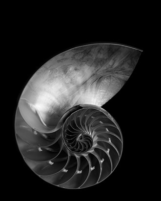 Laura's Nautilus Artistic Nude Photo by Photographer MINelson