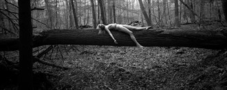 Laying on a Tree Artistic Nude Photo by Photographer StephenJC