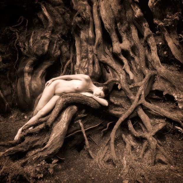 Lily Draped Over Redcedar  Artistic Nude Photo by Photographer TreeGirl