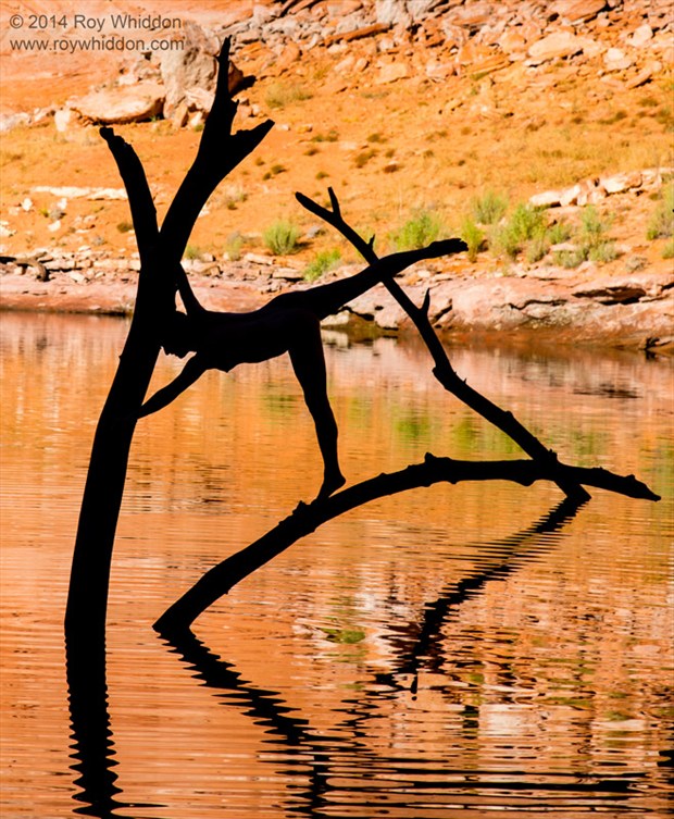 Limbs in the Lake II Artistic Nude Photo by Photographer Roy Whiddon
