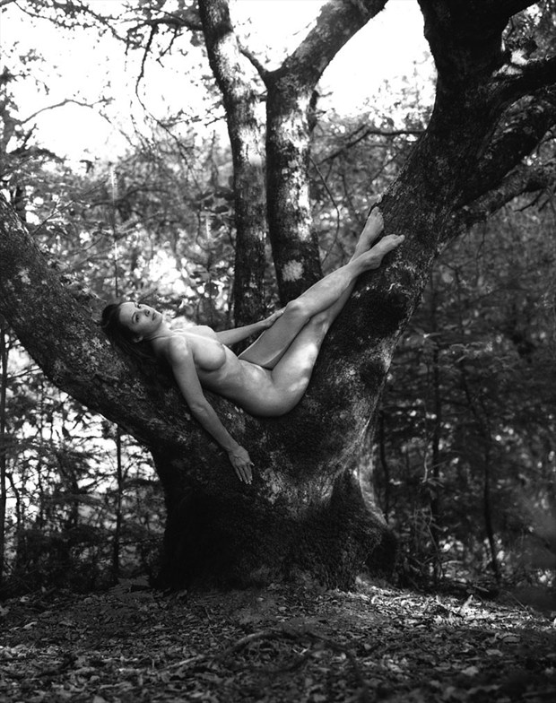 Mali in Tree Artistic Nude Photo by Photographer JMaloney