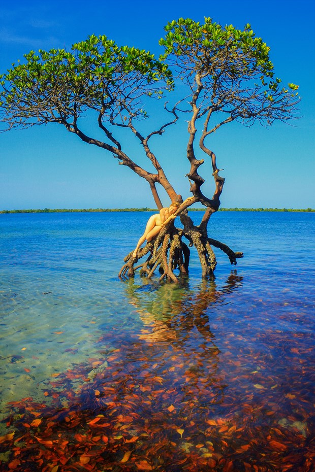 Mangrove with TreeGirl Nature Photo by Photographer TreeGirl