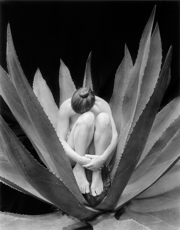 Nude in Cactus Artistic Nude Photo by Photographer Kim Weston