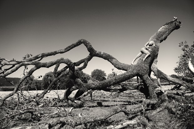 Olga on broken oak tree Artistic Nude Photo by Photographer Joe Klune Fine Art