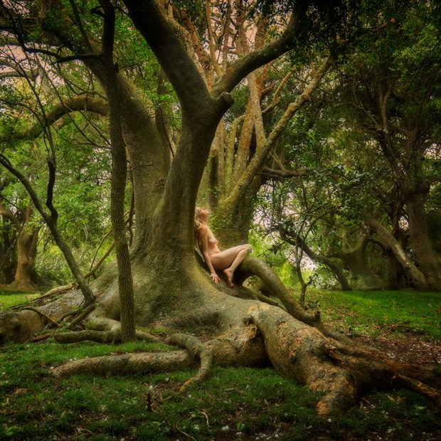 Ombu Lightingment Nature Photo by Photographer TreeGirl