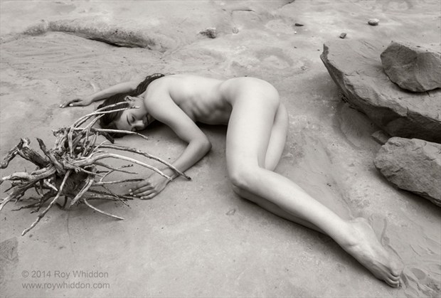 Prickly Companion Artistic Nude Photo by Photographer Roy Whiddon
