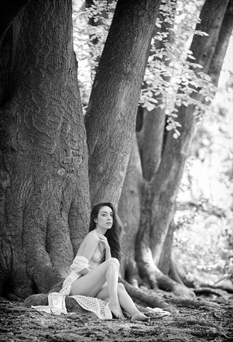 Rebecca Forest 1 Nature Photo by Photographer Daniel Hubbert