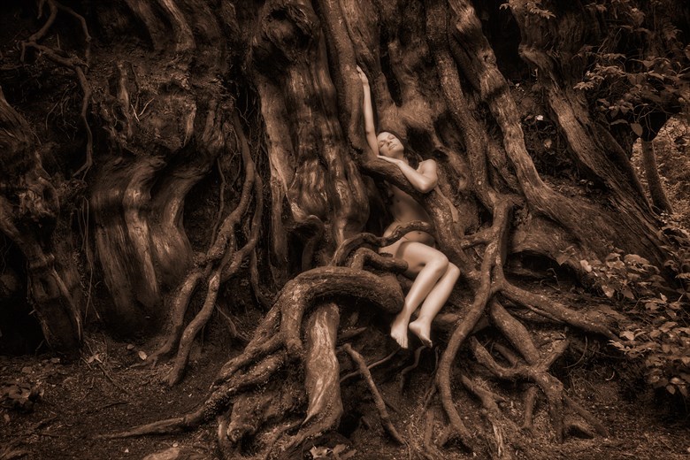 Redcedar Roots with Lily Nature Photo by Photographer TreeGirl