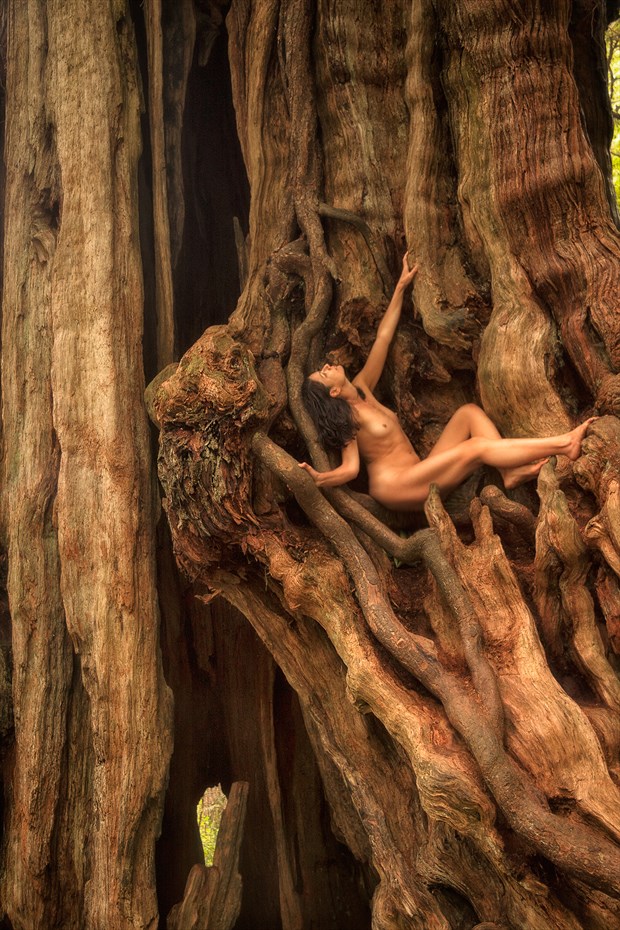 Redcedar Spirit Tree III Nature Photo by Photographer TreeGirl