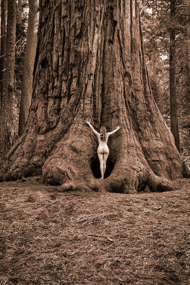 Sequoia Meditiation IV Nature Photo by Photographer TreeGirl