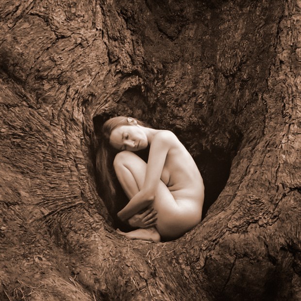 Sequoia Meditiation V Nature Photo by Photographer TreeGirl