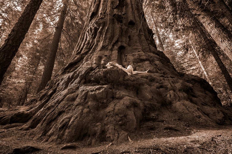 Stagg Tree Rapture Nature Photo by Photographer TreeGirl
