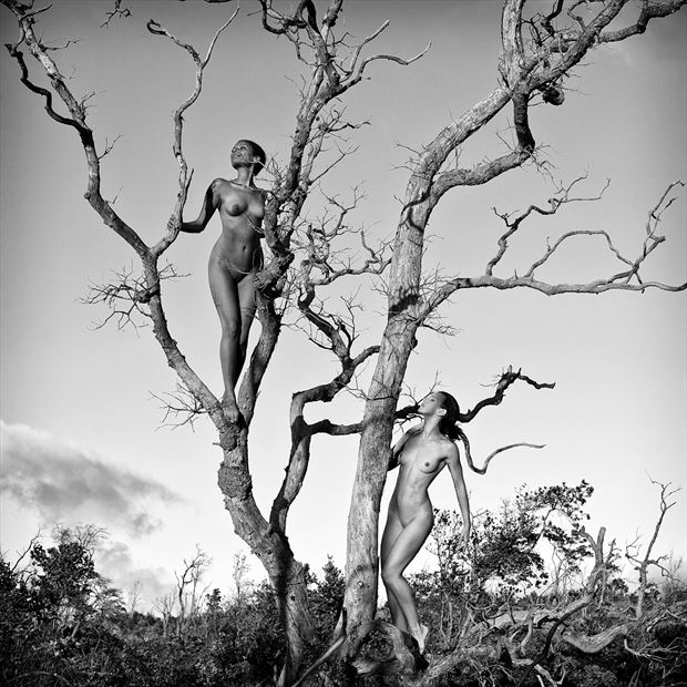 Temptation Tree Artistic Nude Photo by Photographer Roberto Manetta