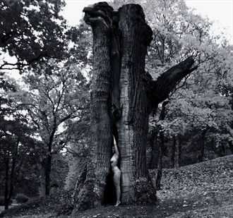Tree Artistic Nude Photo by Photographer S_laughter