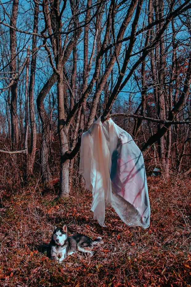 Veiled 2 Nature Photo by Photographer TateChmielewski