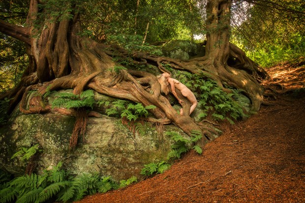 Wakefield Yew Interbeing Nature Photo by Photographer TreeGirl