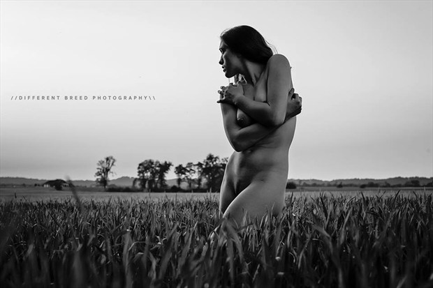 Wheat Field Artistic Nude Photo by Model Sirena E. Wren
