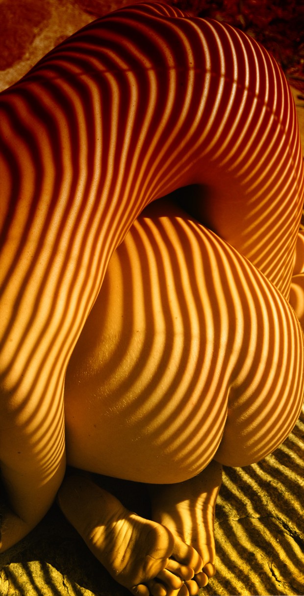 ZEBRA Artistic Nude Artwork by Photographer NUDE DREAMS