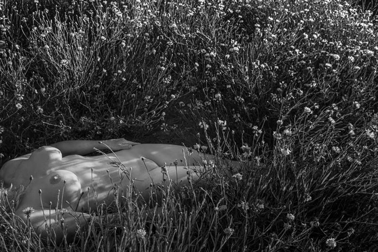 among cornflowers 2 artistic nude photo by photographer brian cann