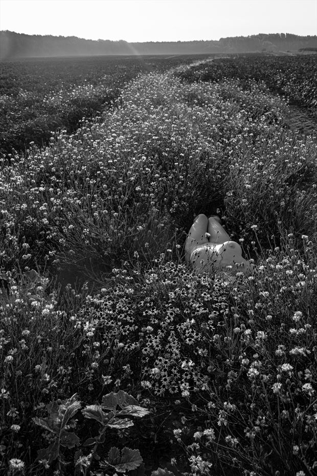 among cornflowers artistic nude photo by photographer brian cann