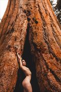 among the sequoias artistic nude photo by model racheldashae