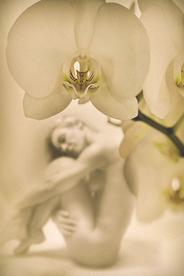 an orchid abstract artwork by photographer dieter kaupp