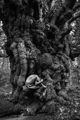 ancient sweet chestnut tree nude 1 artistic nude photo by photographer amazilia photography