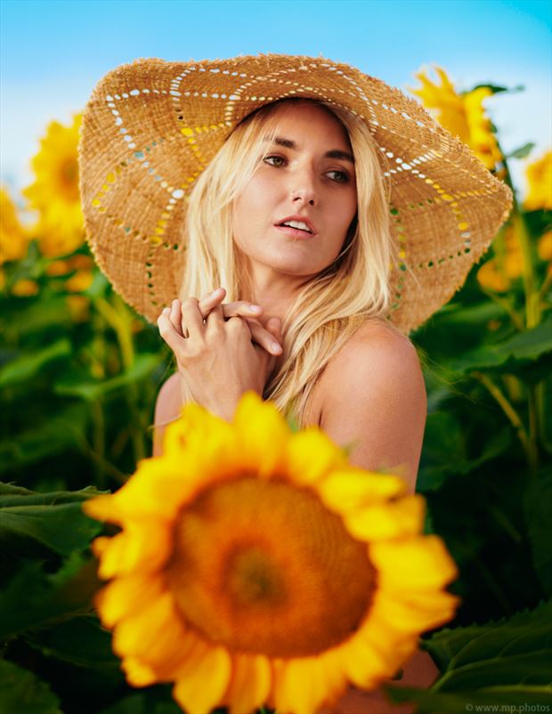 anna s sunflower nature photo by photographer mikeparkerphotography