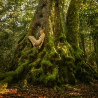 antarctic beech niche nook artistic nude photo by photographer treegirl