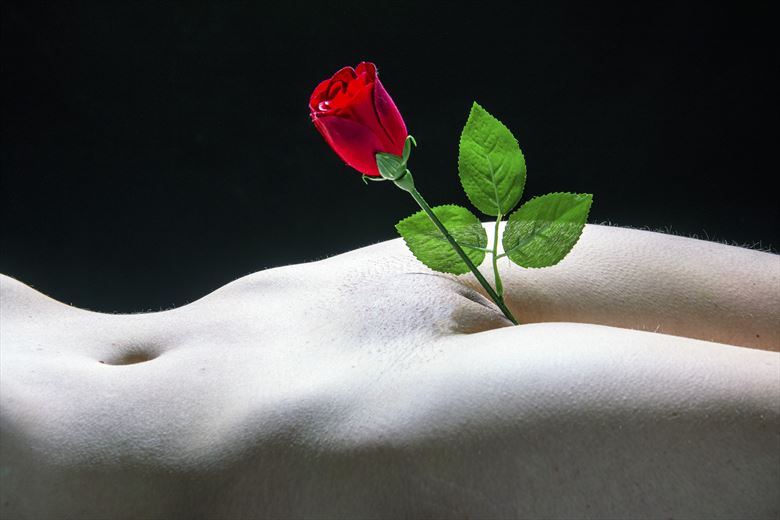 beauty and a rose artistic nude artwork by photographer ian athersych