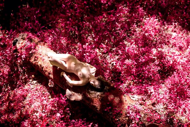 bed of roses nature photo by artist inglelandi